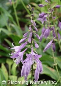 Hosta 'Chinese Sunrise'